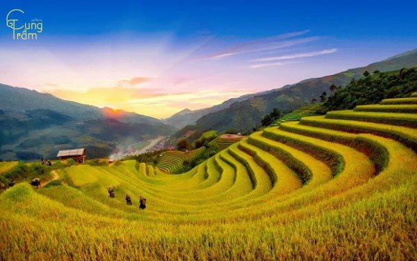 Nằm mơ thấy lúa: Giải mã chi tiết điềm báo tốt lành về tài lộc và sự sung túc