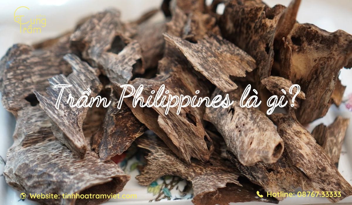 Trầm hương Philippines là gì? | Nguốc gốc, Tác dụng, Giá cả, Phân Loại