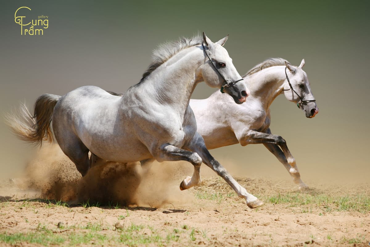 Mơ thấy ngựa là điềm báo gì? Liệu là điềm gở hay điềm tốt?