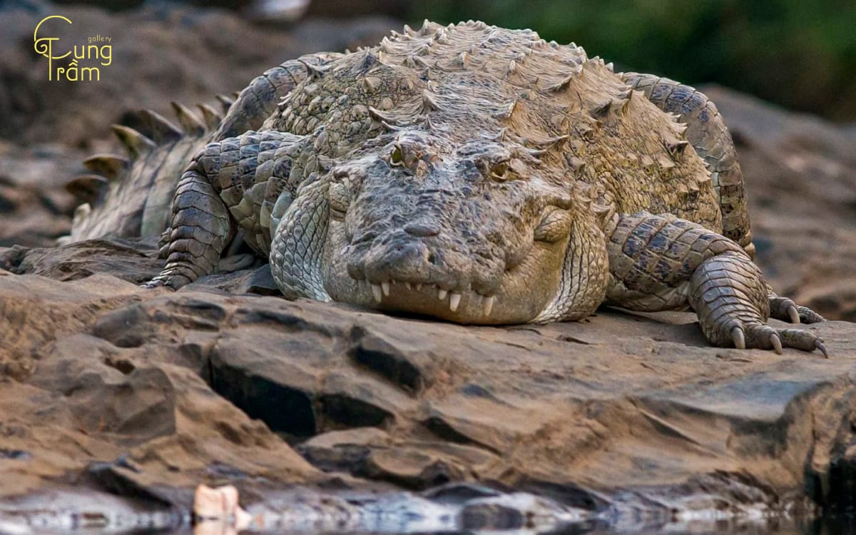 Nằm mơ thấy cá sấu cắn là điềm gì? Dự báo điềm lành hay dữ?