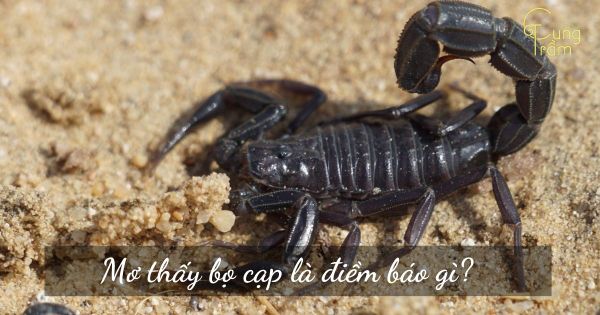 Mơ Thấy Bọ Cạp Là Điềm Báo Gì? Giải Mã Điềm Lành, Dữ và Con Số May Mắn