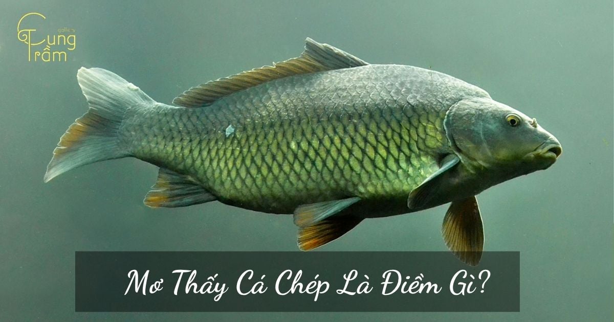 Mơ thấy cá chép là điềm gì? Giải mã chi tiết giấc mơ hóa rồng