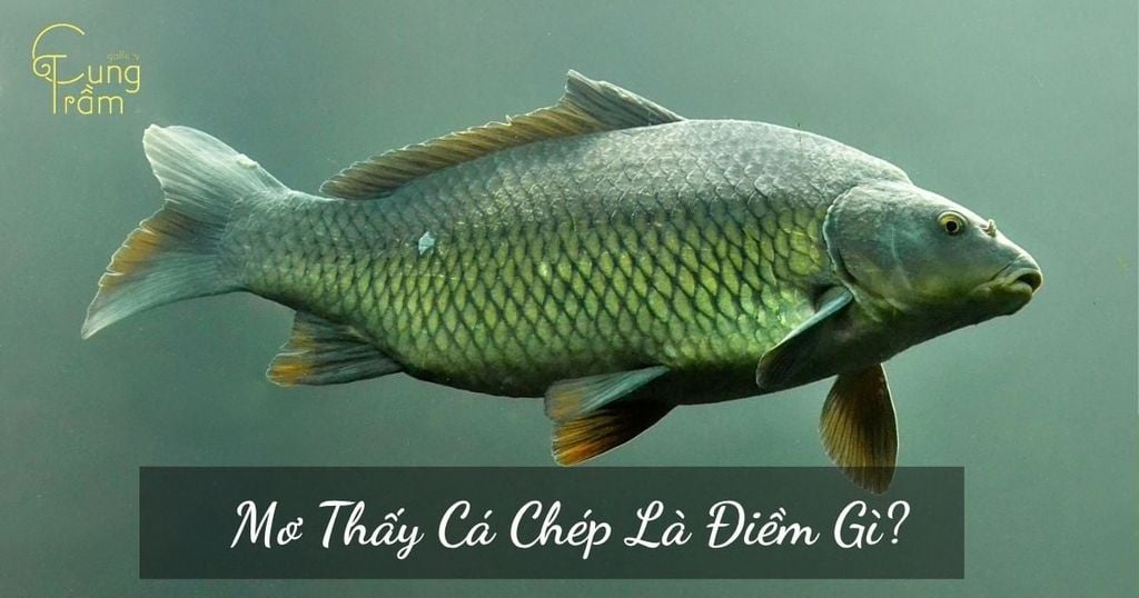 Mơ thấy cá chép là điềm gì? Giải mã chi tiết giấc mơ hóa rồng