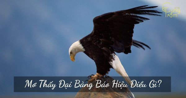 Mơ thấy Đại Bàng có ý nghĩa gì? Điềm báo gì đang đến với bạn?