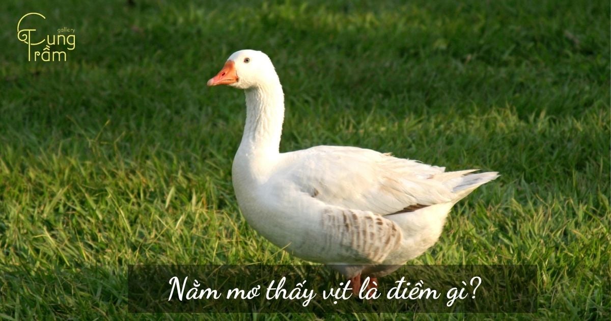 Nằm mơ thấy vịt là điềm gì? Giải mã điềm báo sung túc và may mắn