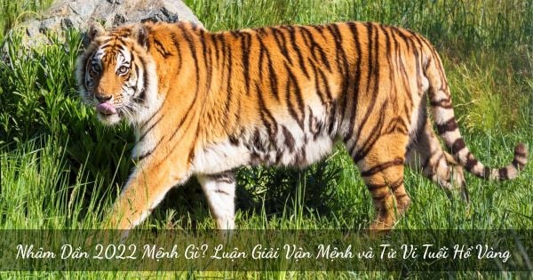 Nhâm Dần 2022 Mệnh Gì? Luận Giải Vận Mệnh và Tử Vi Tuổi Hổ Vàng