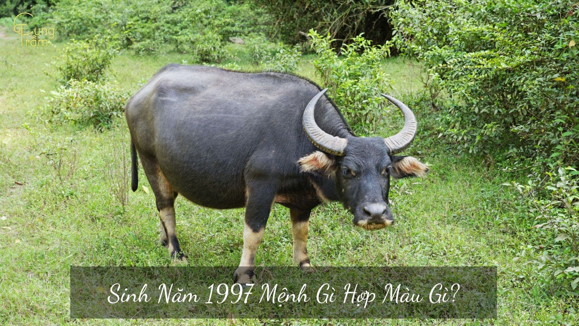 Sinh Năm 1997 Mệnh Gì Hợp Màu Gì? Tất Tần Tật Về Tuổi Đinh Sửu