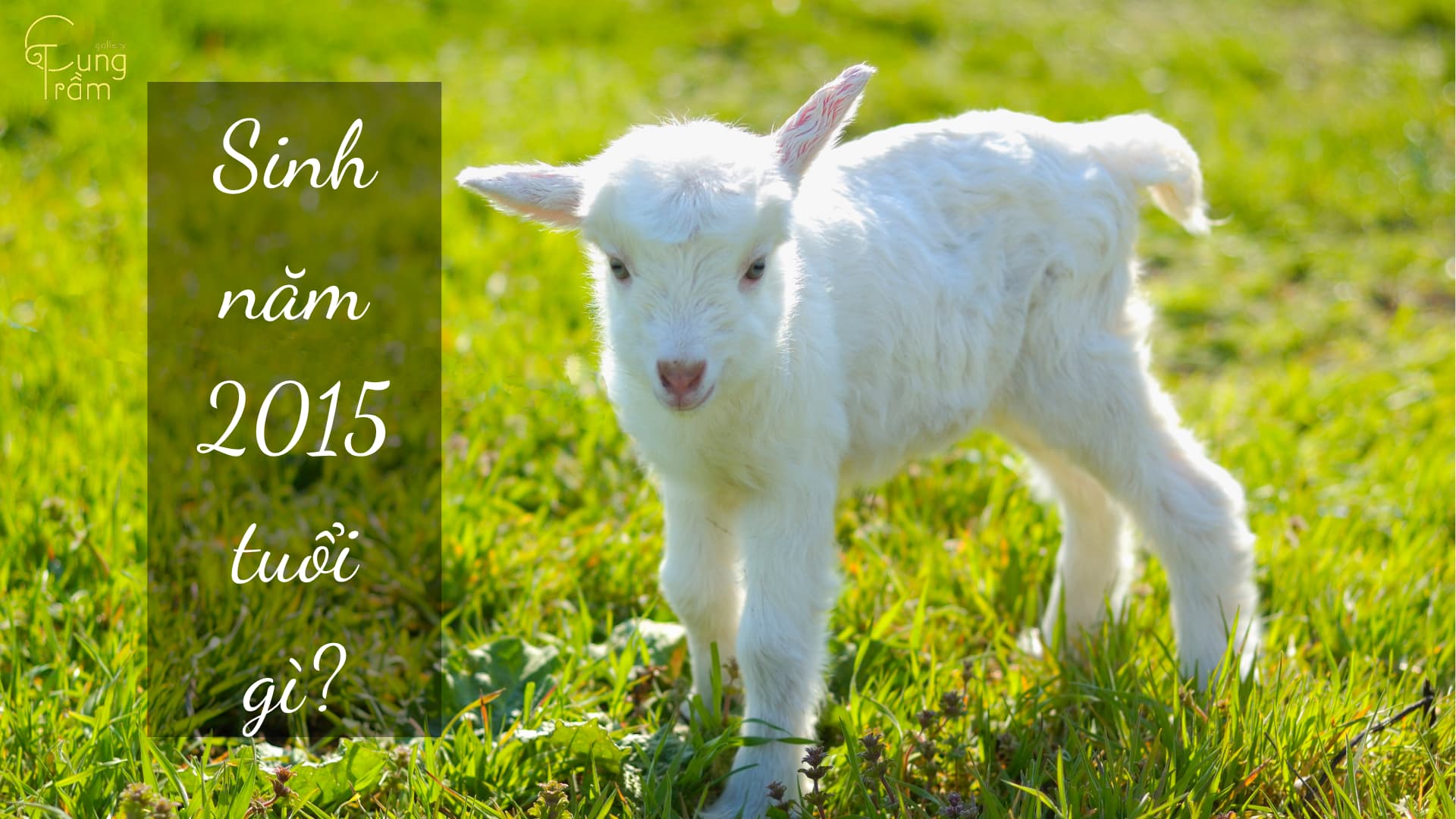 Sinh năm 2015 tuổi gì? Tất tần tật về mệnh và vận mệnh bé Ất Mùi