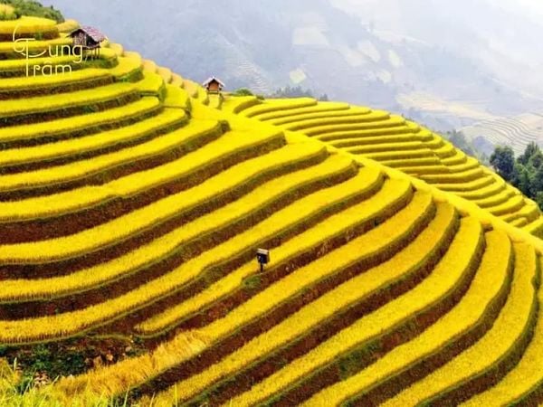 Ý nghĩa chung của giấc mơ thấy lúa