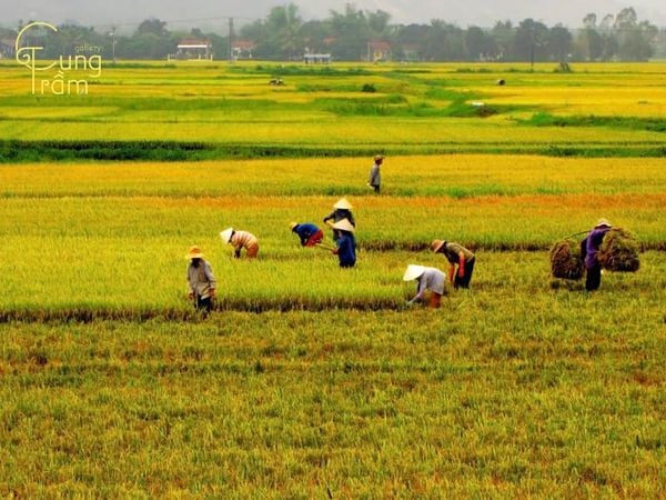 Nằm mơ thấy mình đang gặt lúa
