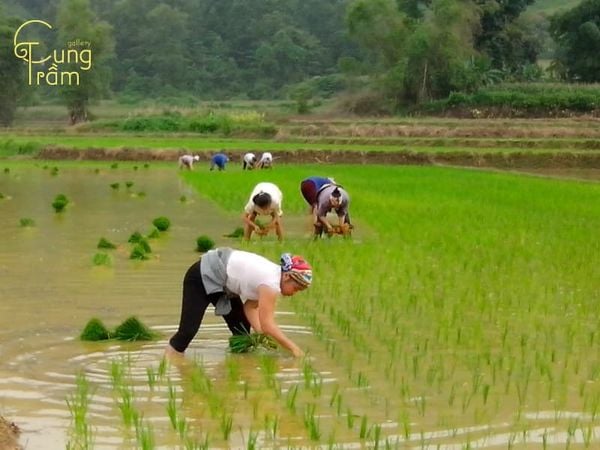 Nằm mơ thấy mình đang cấy lúa