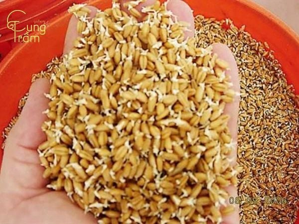 Nằm mơ thấy lúa nảy mầm