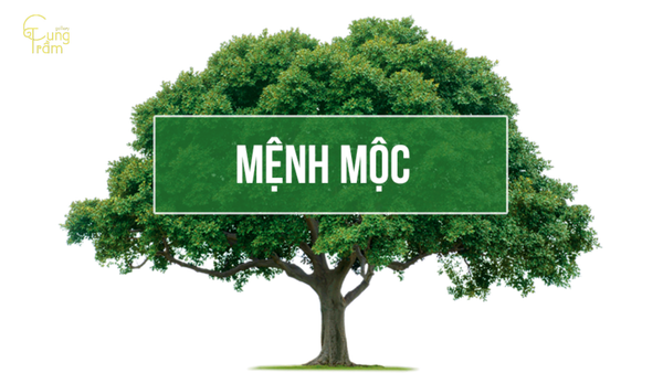 Nét tính cách đặc trưng của người sinh năm 2010 (Canh Dần – mệnh Tùng Bách Mộc)