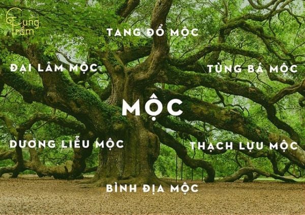Sinh năm 1980 mệnh gì?
