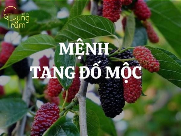 Sinh năm 1973 tuổi gì? Tổng quan về tuổi Quý Sửu (Con Trâu)
