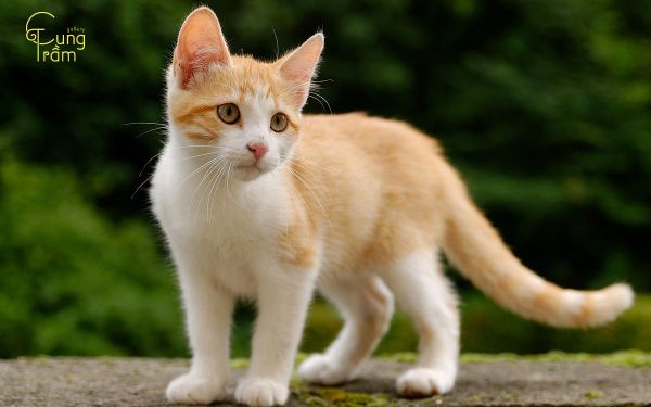 sinh năm 1951 tuổi gì? Tổng quan về tuổi mèo