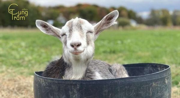 Sinh năm 2003 tuổi gì?