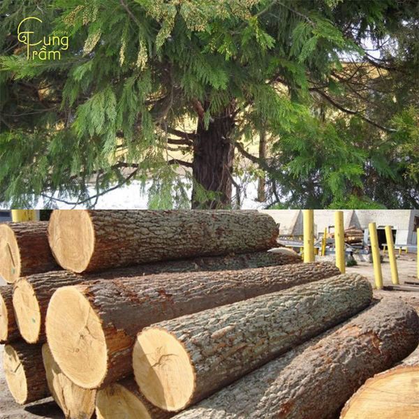 gỗ cây bách xanh