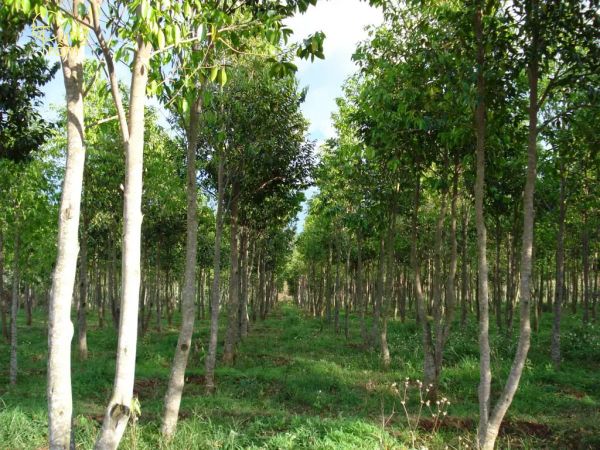 Cơ hội và thách thức cho nghề trồng cây dó bầu