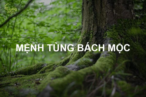 mệnh tùng bách mộc