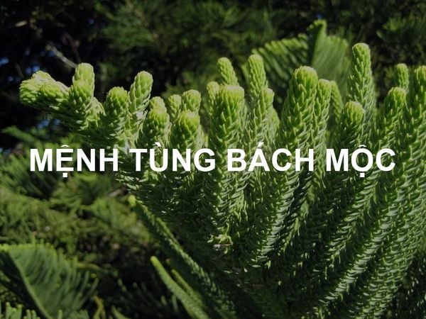 mệnh tùng bách mộc