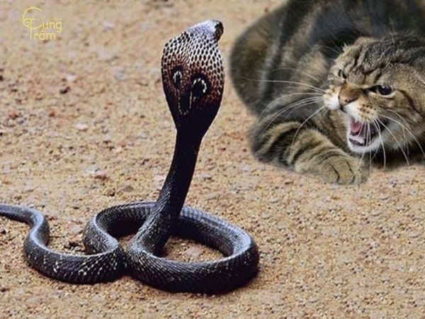 Mơ thấy mèo giết rắn