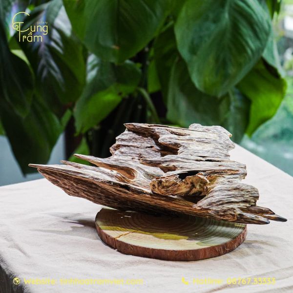 Tại sao nên mua trầm hương miếng Thái Bình tại Cung Trầm Gallery