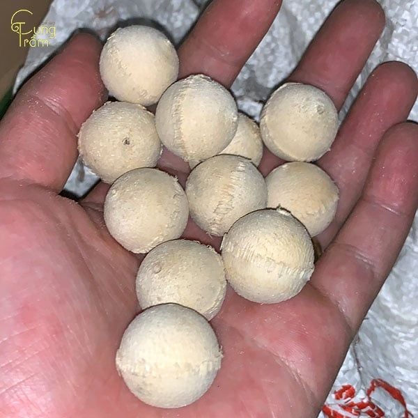 Lựa chọn phôi dó chuẩn