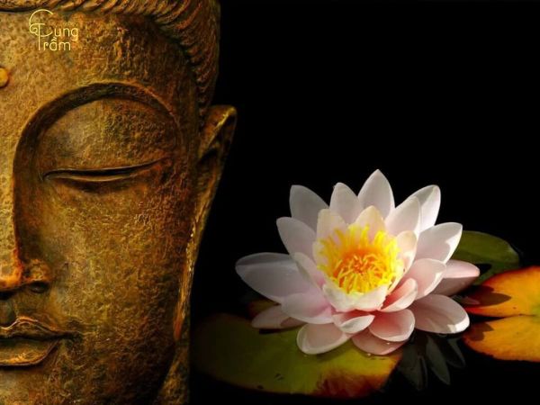 Ý nghĩa của hoa sen trong văn hoá Phật Giáo