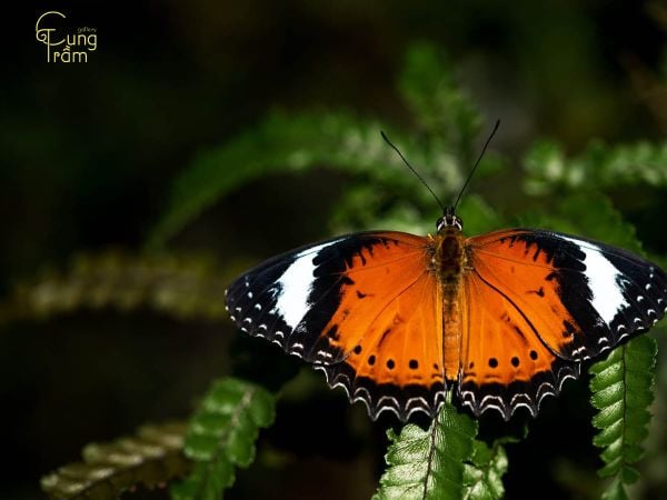 Ý nghĩa hình tượng loại bướm vô tâm linh