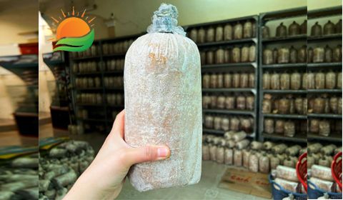 Cách Chăm Sóc Phôi Nấm Tại Nhà Đơn Giản Nhưng Hiệu Qủa Cao