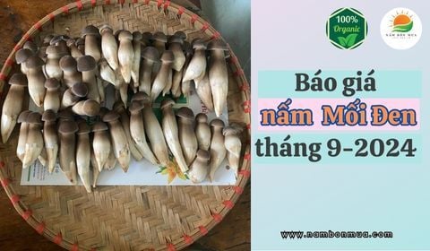 Cập nhật Giá Nấm Mối Đen Mới Nhất, Tháng 9/2024