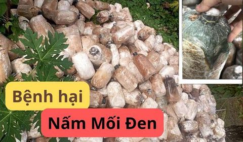 Chuyên Đề 5: Bảo Vệ Nấm Mối Đen Khỏi Bệnh Hại - Đừng Để Thất Thu