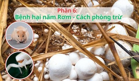 16 Bệnh Thường Gặp Khi Trồng Nấm Rơm Và Cách Phòng Ngừa