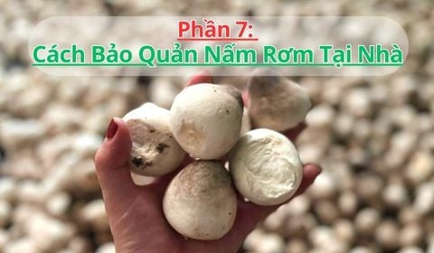 Bảo Quản Nấm Rơm Không Lo Hỏng: Bí Quyết Vàng Từ Chuyên Gia!