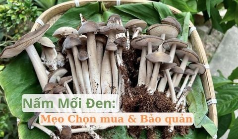 Mua Nấm Mối Đen: Cẩn thận kẻo 