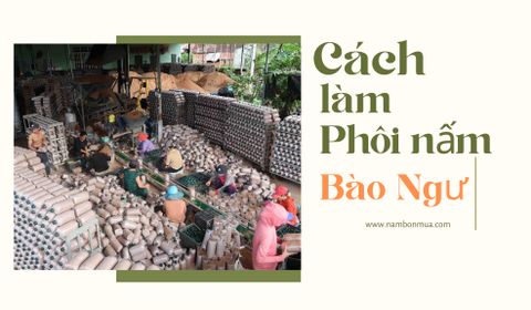 Cách Làm Phôi Nấm Bào Ngư Chất Lượng