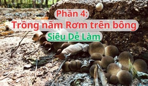 Trồng nấm Rơm 2025: Cách trồng nấm Rơm trên bông vải siêu dễ