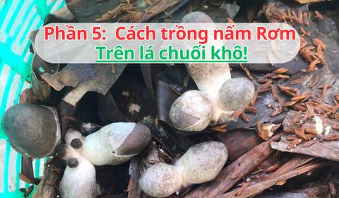 Trồng Nấm Rơm 2025: Cách Trồng Nấm Rơm Bằng Lá Chuối Khô