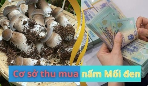 Cơ sở thu mua nấm Mối đen giá cao, uy tín ở TpHCM