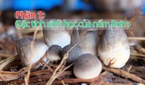 Trồng Nấm Rơm 2025: Đặc Điểm Sinh Trưởng Của Nấm Rơm