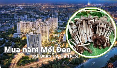 Mua Nấm Mối Đen Tại Q12, Tp HCM: Địa Chỉ Bán Uy Tín, Giá Rẻ