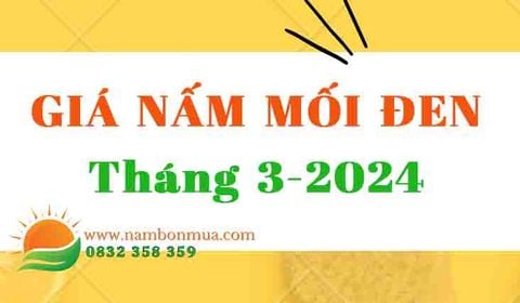 Giá Nấm Mối Đen Mới Nhất, Hôm Nay Tháng 3-2024