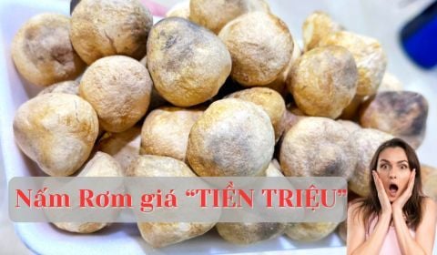 Công Nghệ Gì Biến Nấm Rơm Thành 'Thỏi Vàng' Tiền Triệu?