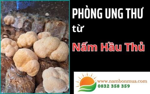 Nấm Hầu Thủ - “Vị Cứu Tinh” Cho Cuộc Chiến Chống Ung Thư