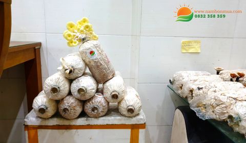 5 Bước Hướng Dẫn Trồng Nấm Tại Nhà Đơn Giản Cho Người Mới