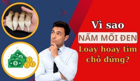 Vì sao nấm Mối đen vẫn mãi loay hoay tìm 