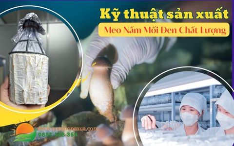Chuyên Đề 1: Sản Xuất Meo Nấm Mối Đen – Nhân Giống Nấm Mối Đen Năng Suất Cao, Chất Lượng