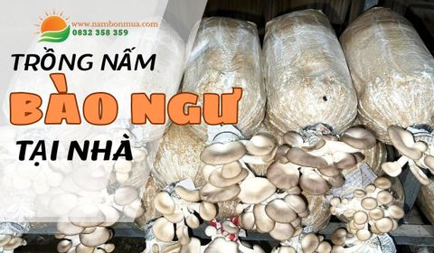 Mô Hình Trồng Nấm Bào Ngư Tại Nhà | Trồng Nấm Tại Nhà Tạo Cơ Hội Làm Giàu Cho Nông Dân