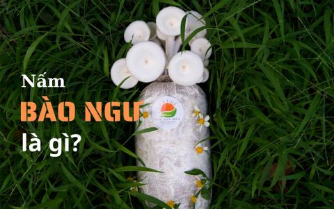 Nấm Bào Ngư Là Gì | Cách Trồng Nấm Bào Ngư Như Thế Nào?
